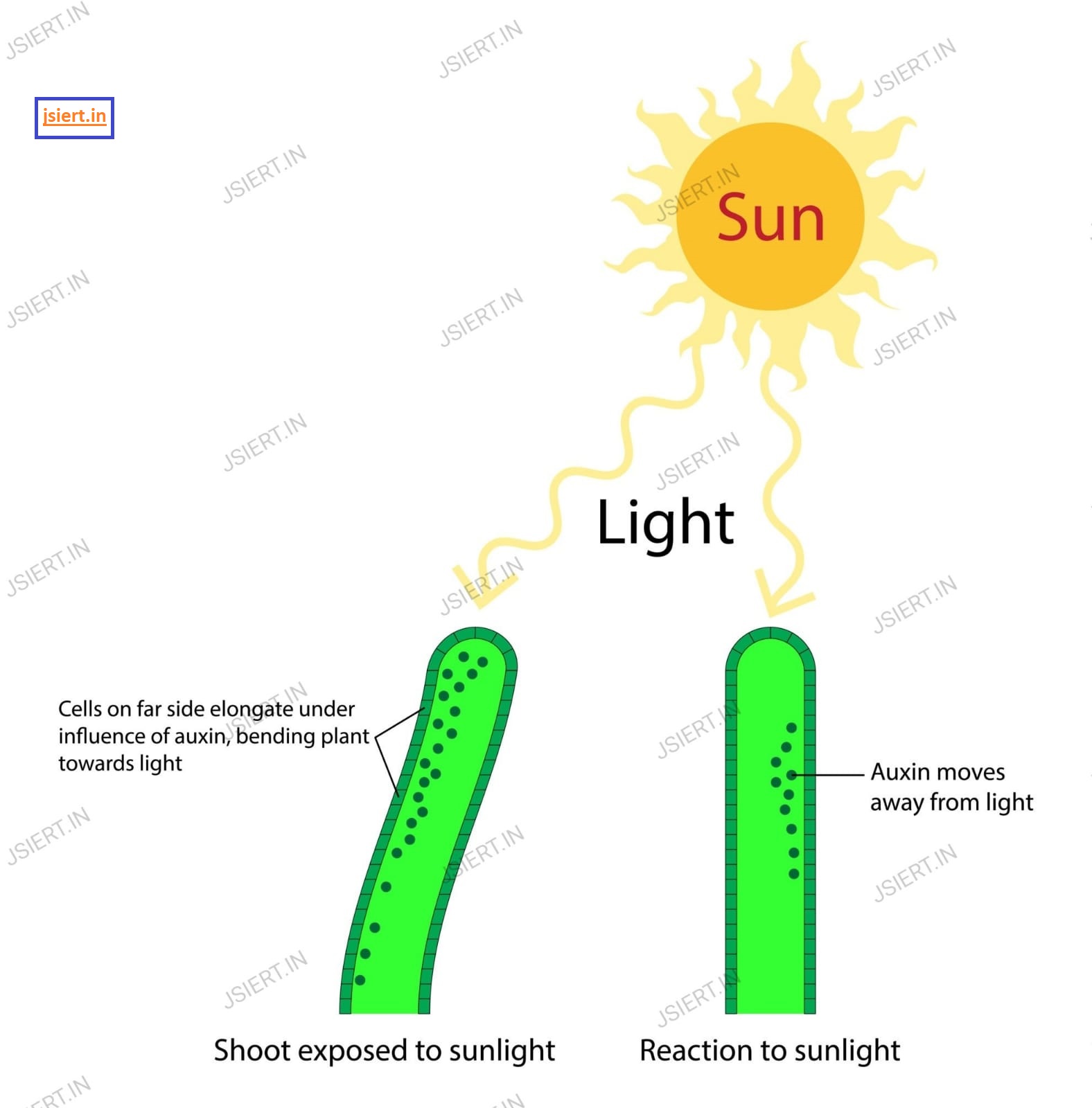 What Are Auxin Plant Hormones And Their Functions Jsiert