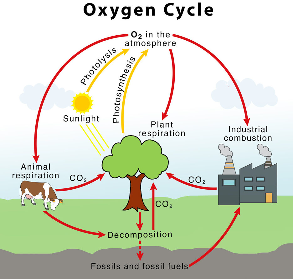 THE OXYGEN-CYCLE - JSIERT