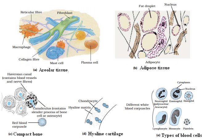 CONNECTIVE TISSUE - JSIERT