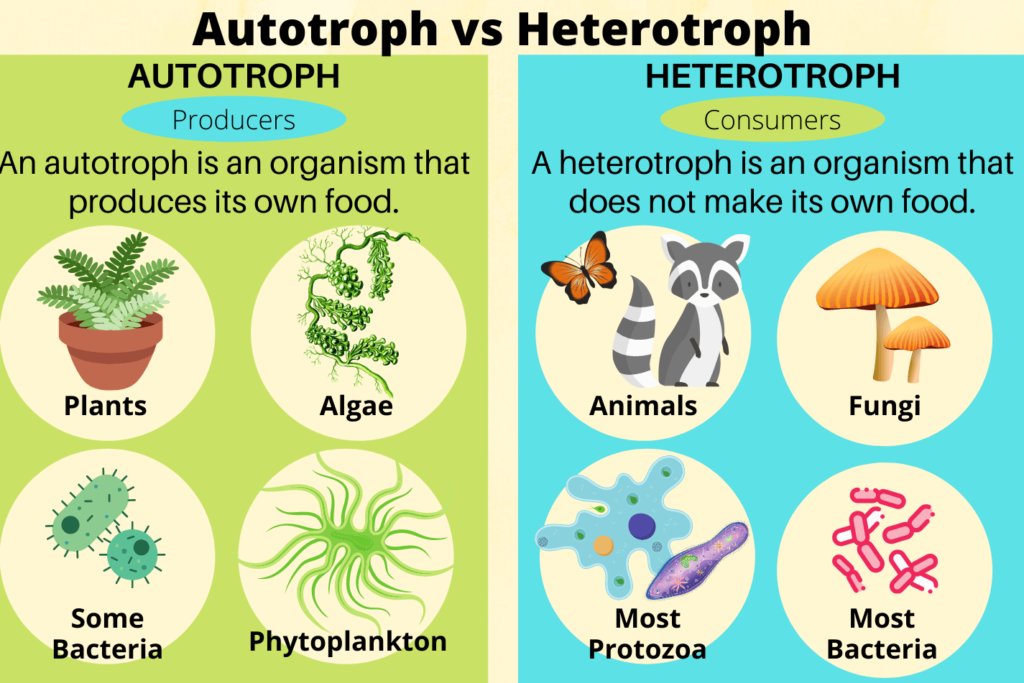 What are the differences between autotrophic nutrition and ... Biology Diagrams