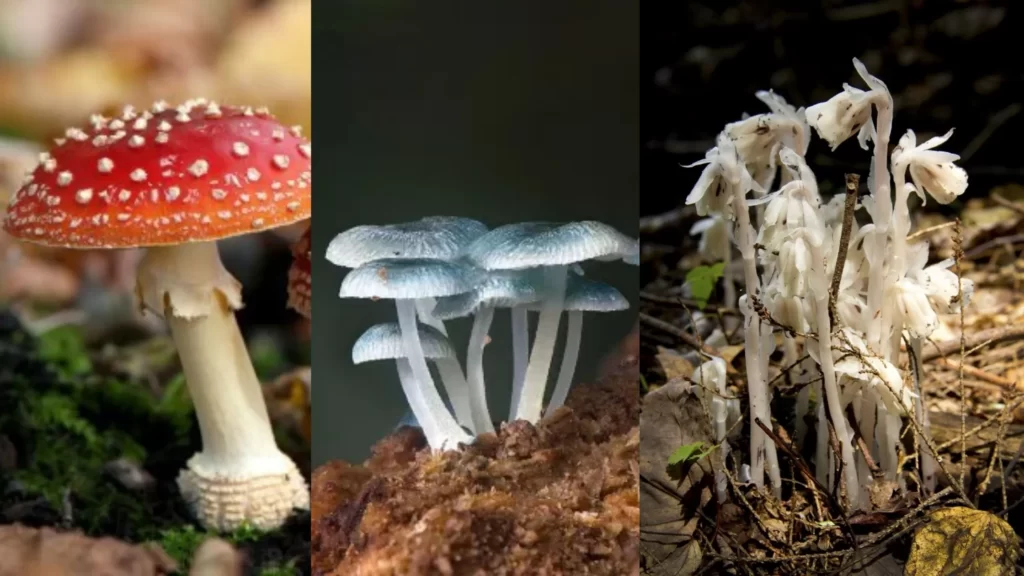 What Is Saprophytic Nutrition And Also Write Process Of Digestion In 