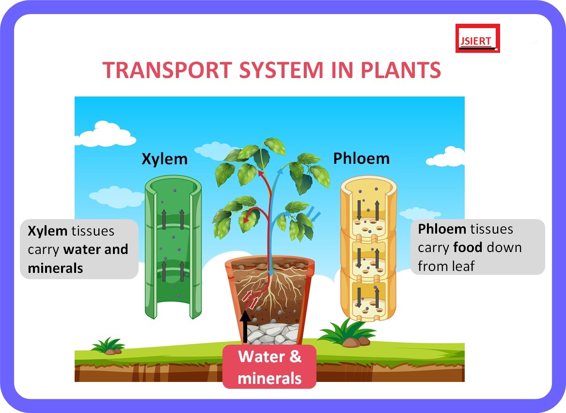 Transportation in Plants - JSIERT