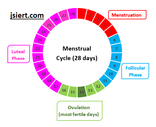 Define Menstrual Cycle. or , What is Menstrual Cycle? - JSIERT