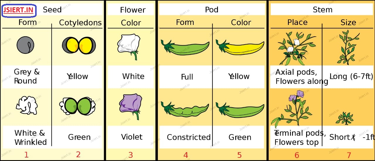 Write Mendels Laws Of Inheritance Why Was Pea Plant Selected For