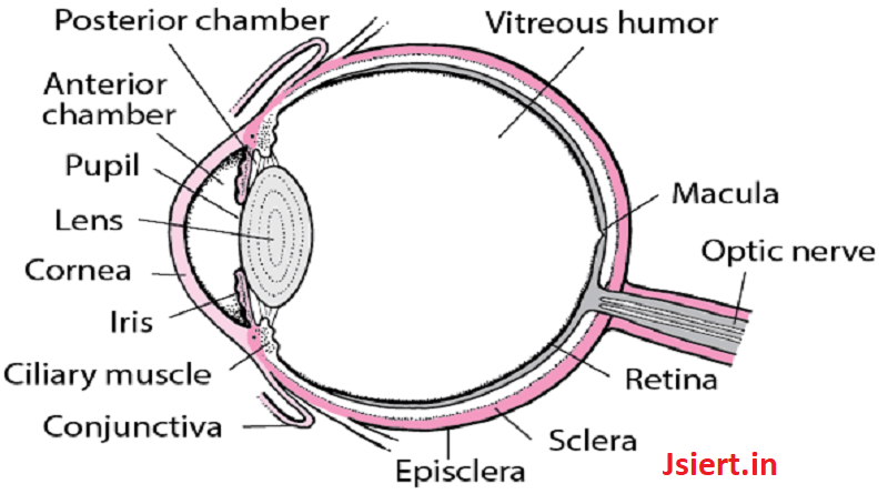 structure-and-function-of-the-human-eye-jsiert